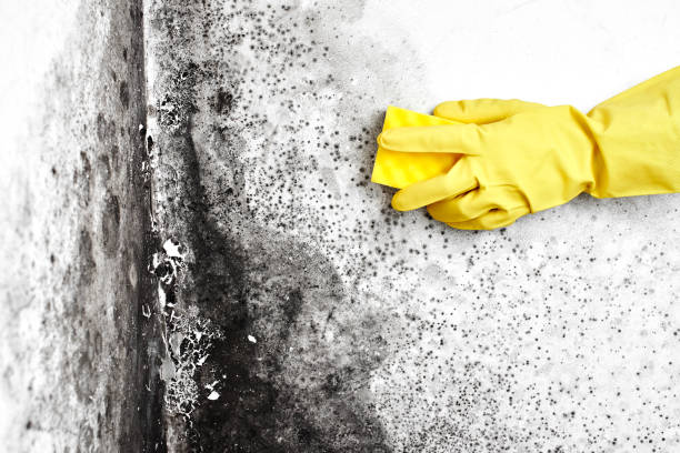 Best Home Mold Removal  in Hornsby Bend, TX