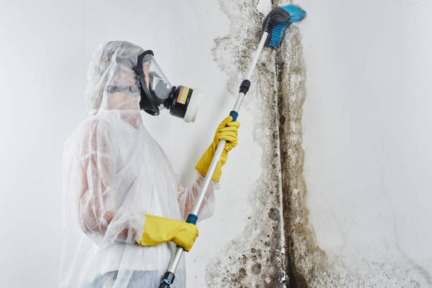 Best Certified Mold Removal  in Hornsby Bend, TX