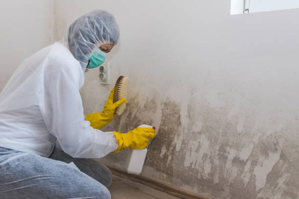 Best Professional Mold Removal  in Hornsby Bend, TX