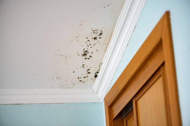 Best Toxic Mold Removal  in Hornsby Bend, TX