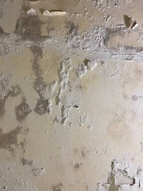 Best Attic Mold Removal  in Hornsby Bend, TX