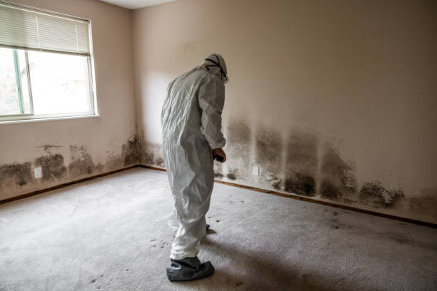 Best Same-Day Mold Removal  in Hornsby Bend, TX