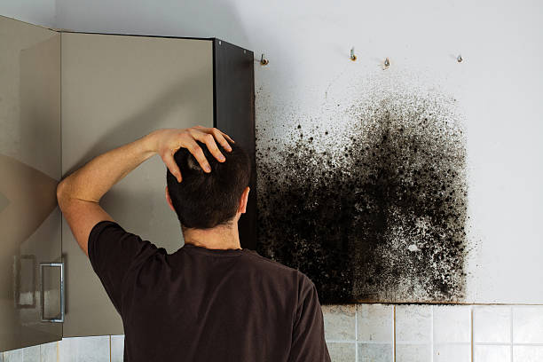 Best Mold Removal Near Me  in Hornsby Bend, TX