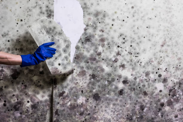 Best Mold Removal Specialists  in Hornsby Bend, TX