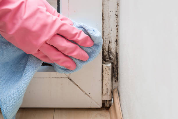 Best Mold Removal Near Me  in Hornsby Bend, TX