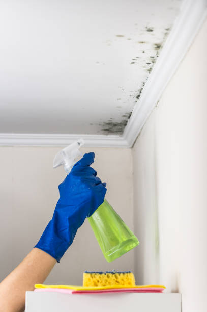 Trusted Hornsby Bend, TX Mold Removal Experts