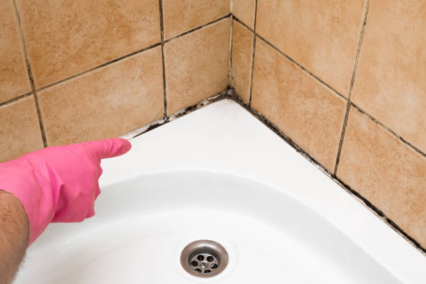 Office Mold Removal Services in Hornsby Bend, TX